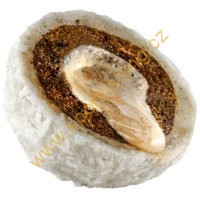 coco-bn9a5509 (1)