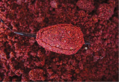 CHYTIL Method předvlhčená krmítková směs 750g 7